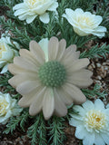 Rosemary Sage Scented Daisy Soy Wax Melt (4 per pack)1.5oz (Copy)